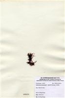 藏品(縱胞藻)的圖片